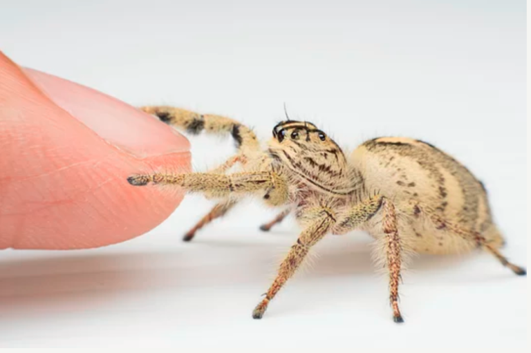 I was bit by a tick/spider, now what?