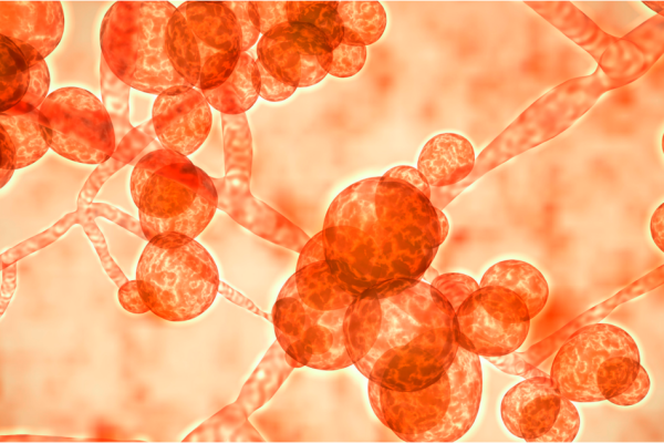 Candida Symptoms And Treatment